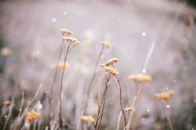 Close-up of flowering plant on field