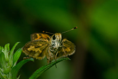 Close-up of butterfly pollinating flower