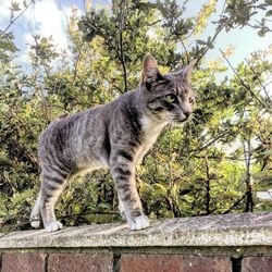 Cat against trees