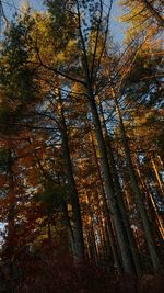 Low angle view of trees in forest