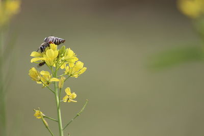 Close-up of bee pollinating on yellow flower