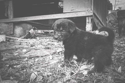 Dog standing on field