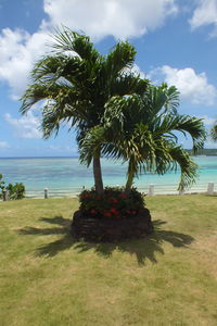 Palm trees on beach against sky