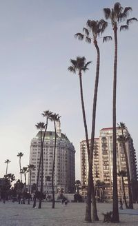 Palm trees by street against clear sky
