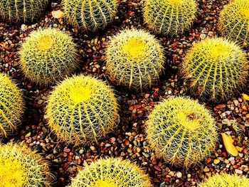 Full frame shot of box cactus in a garden
