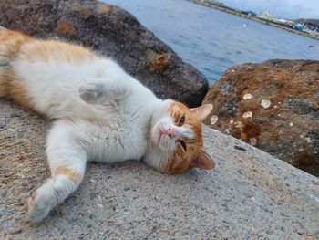 High angle view of cat resting on rock