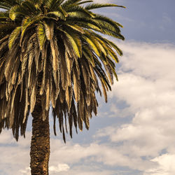 Low angle view of palm trees against cloudy sky