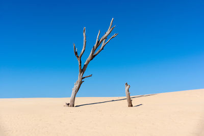 Bare tree on desert against clear blue sky