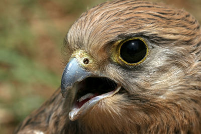 Close-up of owl looking away
