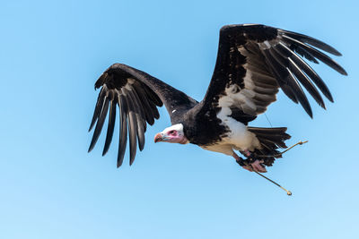 Low angle view of bird flying in sky