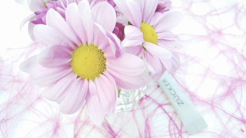 Close-up of pink flowers