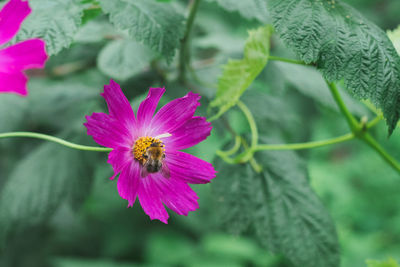 Close-up of bee on pink flower