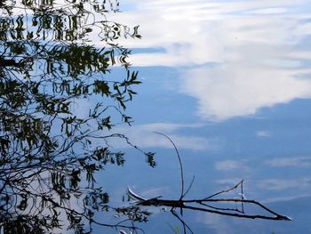 Low angle view of tree against sky