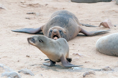 High angle view of sea lion