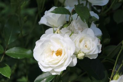 Close-up of white roses