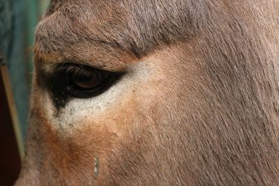 Close-up of horse eye