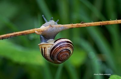 Close-up of snail on a plant