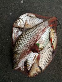 High angle view of fish