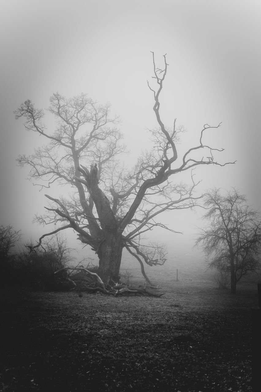 tree, bare tree, black and white, plant, fog, branch, monochrome, monochrome photography, environment, nature, sky, darkness, landscape, tranquility, beauty in nature, no people, land, mist, spooky, scenics - nature, tranquil scene, outdoors, silhouette, tree trunk, morning, mystery, non-urban scene, trunk, forest