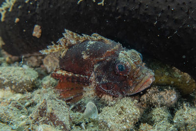 Close-up of fish underwater
