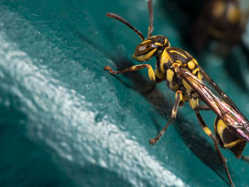 Close-up of insect