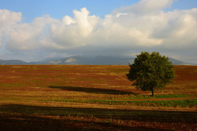 Scenic view of field against sky