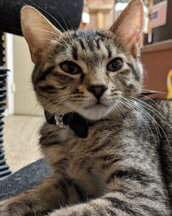 Close-up portrait of a cat