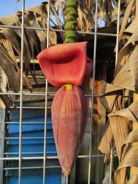 Close-up of red chili peppers on plant