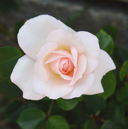 Close-up of white rose