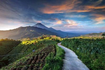 Road amidst agricultural field against sky