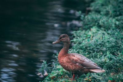 Duck in a lake