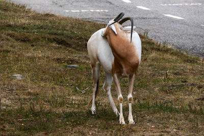 Horse standing in a field