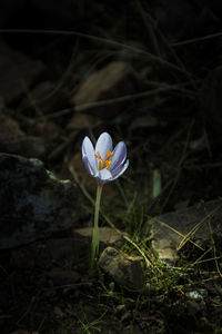 Close-up of crocus