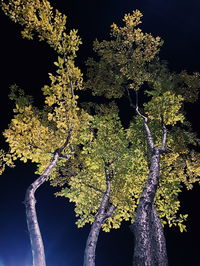 Low angle view of trees against sky at night