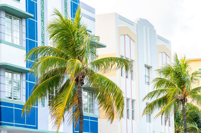 Low angle view of palm tree against sky