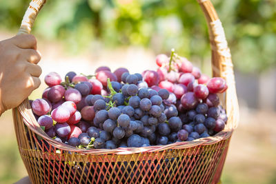 Close-up of grapes in basket