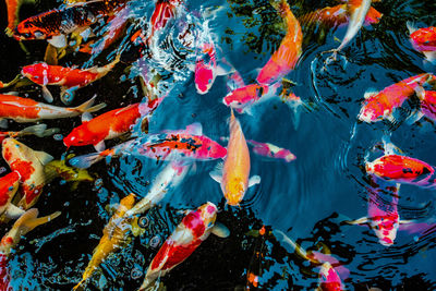 Koi fish red and white