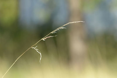 Close-up of leaf