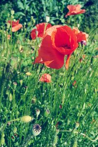 Close-up of red poppy flower