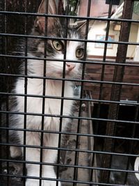 Portrait of cat in cage