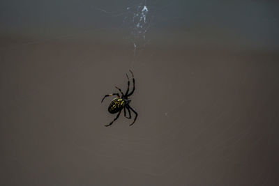 Close-up of spider on web