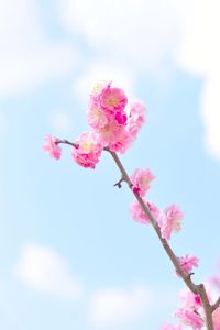 Low angle view of pink flowers on branch