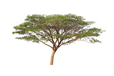 Low angle view of tree against sky