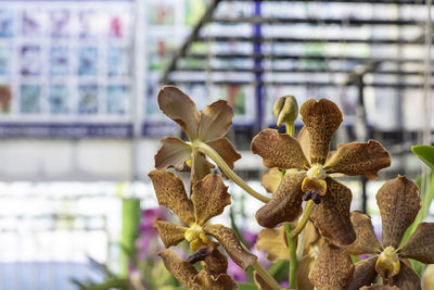 Close-up of flowering plant