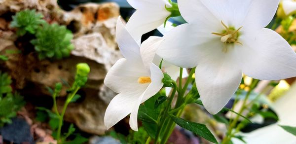 Close-up of white flowering plant