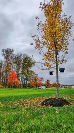 Trees on field against sky during autumn