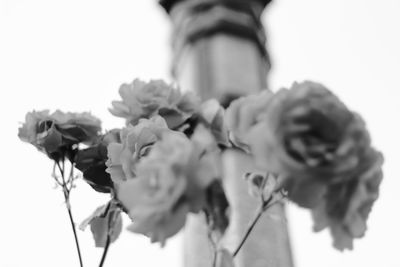 Low angle view of flowers