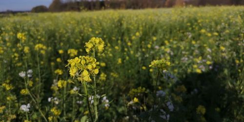 Close-up of fresh yellow flowers in field