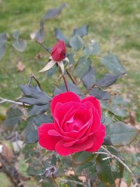 Close-up of pink rose