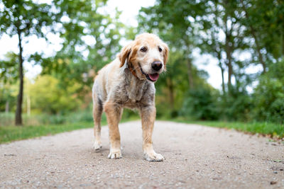 Portrait of dog standing on road